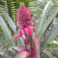 Ananas comosus (L.) Merr.